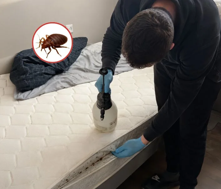 Technicien traitant un matelas contre les punaises de lit à Valpuiseaux
